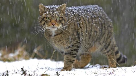 Scottish wildcat facts and information | Trees for Life