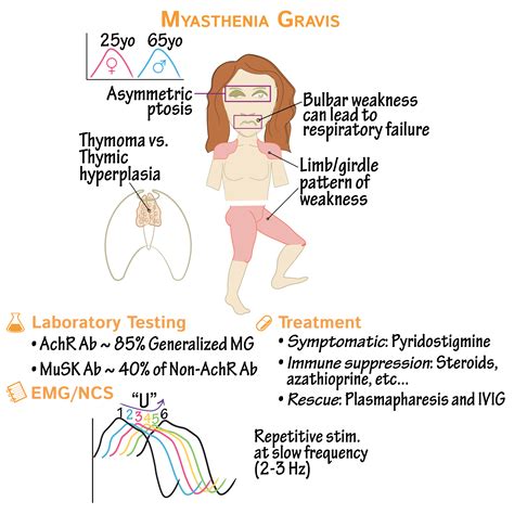 Pathology Glossary: Neuromuscular Junction Disorders (Myasthenia Gravis, Lambert-Eat | Draw It ...