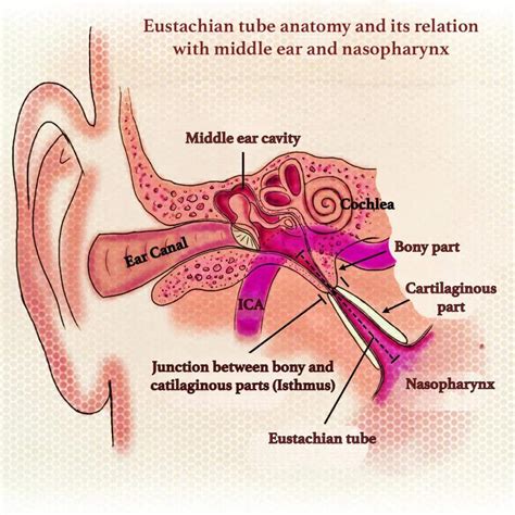 Eustachian Tube Anatomy - Bony and cartilaginous parts, Ostman pad of fat, Isthmus