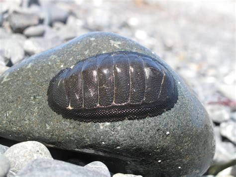 Chitón/Apretador / Chiton magnificus (Invertebrates) by Martín ... | Invertebrates, Molluscs ...