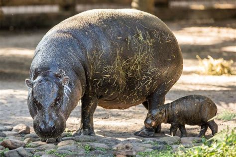 Rare Pygmy Hippo Born At Tampa's Lowry Park Zoo - West Orange NJ News ...