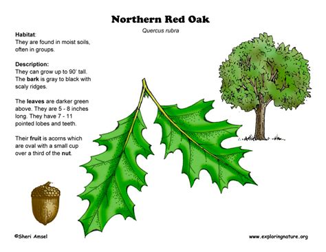 Oak (Northern Red)