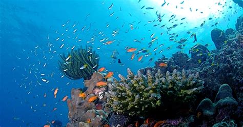 Off The Galápagos Islands, two Deep-Sea Coral Reefs Have Been ...