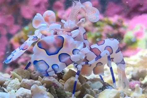 Harlequin Shrimp – Detailed Guide: Care, Diet, and Breeding - Shrimp ...