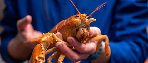 UNE’s latest rare, donated lobster is an orange, one-clawed wonder