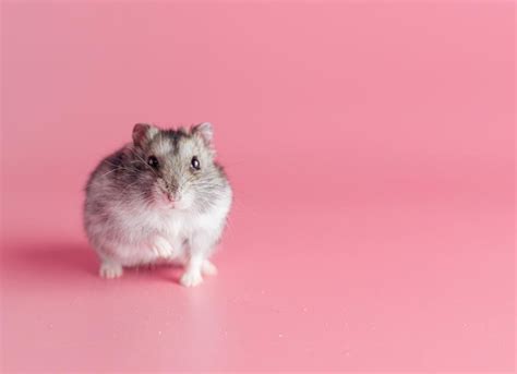 Dwarf Hamster Care Sheet | PetMD