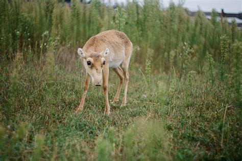 16 Wild Animals in Romania [Wildlife in Romania] - Kevmrc