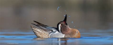 Bird Photographer of the Year - International Wildlife Photography Competition