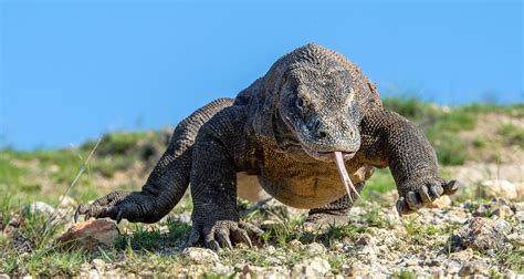 Komodo Dragon - Earth.com Komodo Dragon