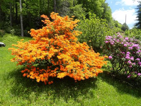 Flame Azalea on 183 | Evergreen garden, Landscaping plants, Spring ...