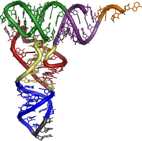 Transfer RNA - wikidoc