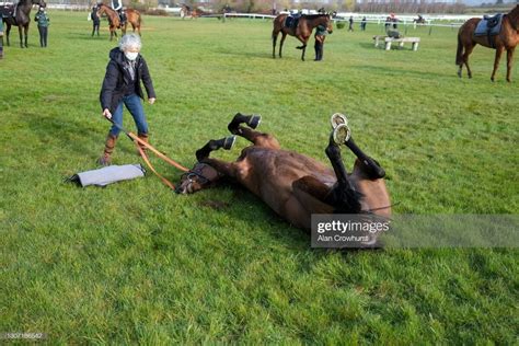 How many racehorses die each year in the name of sport? : r/AnimalRights