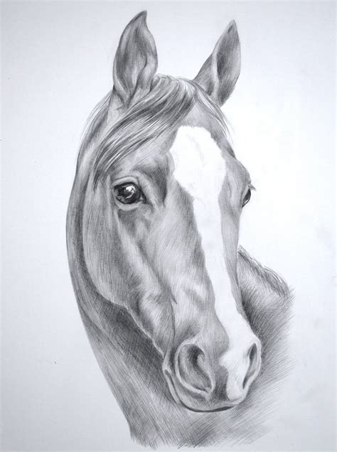 Pin by True Designs on My First Love.Horses. | Horse drawings, Horse ...