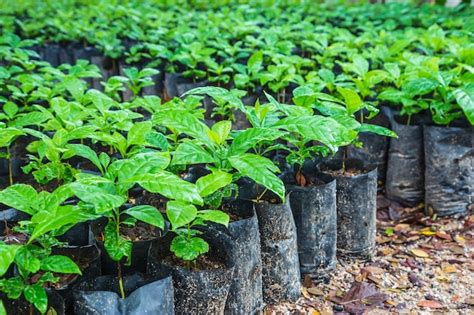 Premium Photo | Seedlings of coffee plants in a nursery