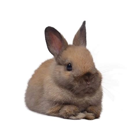 Dwarf Rabbits - A complete pet Guide to Dwarf Rabbit breeds - LittleFurryPets