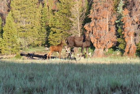 Welcome to the Garden Spot: Fav Photos Part 2: Colorado Wildlife