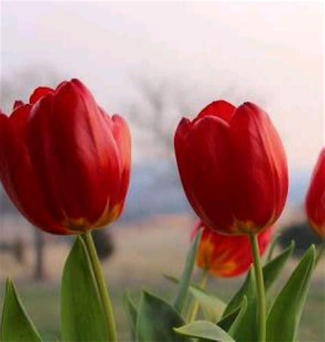 Terbaru 25+ Gambar Bunga Lili Merah - Gambar Bunga Indah