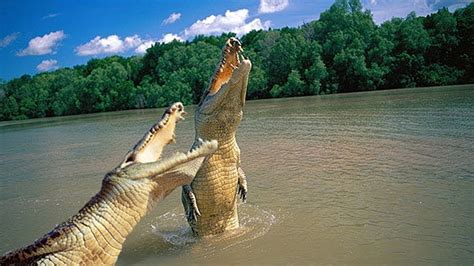 Alligator vs. Crocodile - YouTube