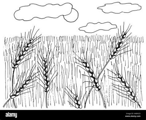 usfwsmtnprairie 11310062545 Kid's Grassland Drawing Stock Photo - Alamy