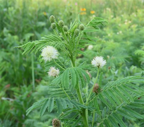 Illinois Bundleflower - Pawnee Buttes Seed Inc.