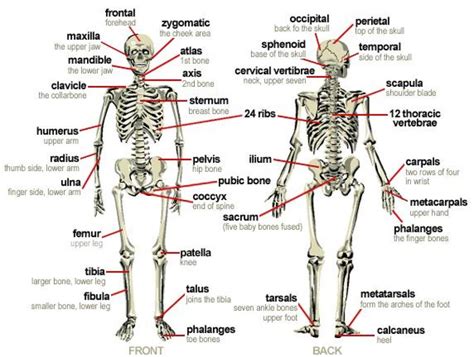 Major Bones of Body - TUCCI KINESIOLOGY