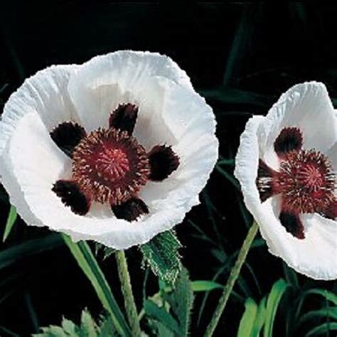 35+ ROYAL WEDDING PAPAVER BLACK & WHITE POPPY FLOWER SEEDS / PERENNIAL ...