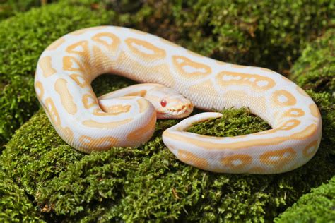 Albino Ball Python Morph (13 incredible photos + info)