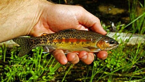 California Golden Trout: How to Catch Oncorhynchus aguabonita