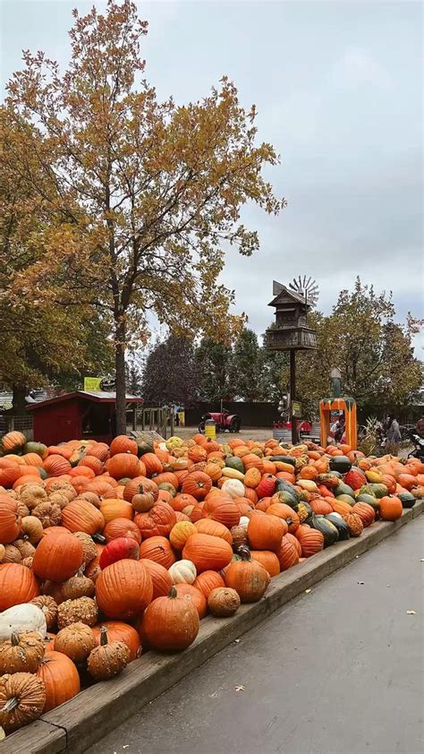 Bengston’s Pumpkin Farm, pumpkin patch, october activities, autumn inspo, fall esthetic in 2022 ...