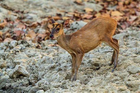 Indian muntjac by Tore Tangen on YouPic