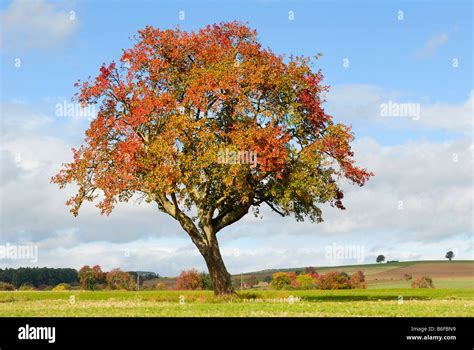 Apple tree autumn hi-res stock photography and images - Alamy