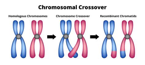 200+ Homologous Chromosomes Stock Illustrations, Royalty-Free Vector Graphics & Clip Art - iStock