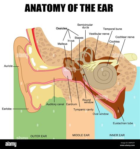 Anatomy Of The Cochlea Of Human Ear Alila Medical Images