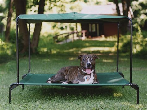 Doggy Bed for outside... | Outside dog bed, Elevated dog bed, Outdoor dog bed