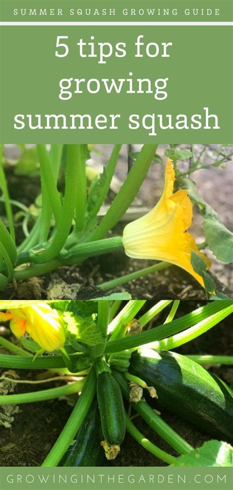 5 Tips for Growing Summer Squash | Growing In The Garden | Squash companion plants, Growing ...