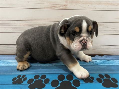 Blue English Bulldog Puppies For Sale Color Guide (2023)Bruiser Bulldogs