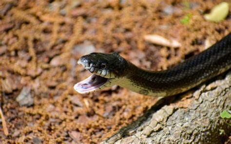 18 Most Common Snakes In Florida | Critter Control Orlando