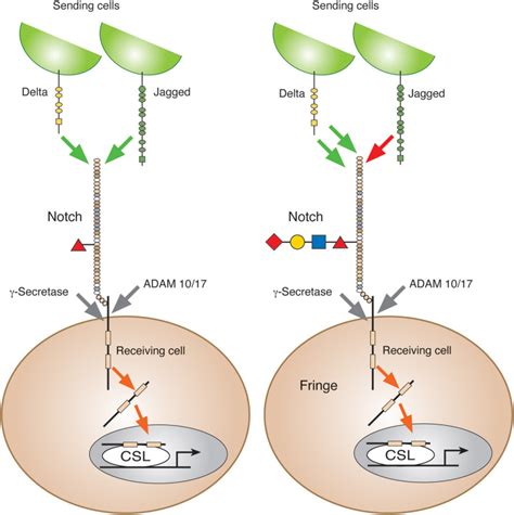 FIGURE 13.3. [Notch signaling pathway. Notch exists...]. - Essentials of Glycobiology - NCBI ...