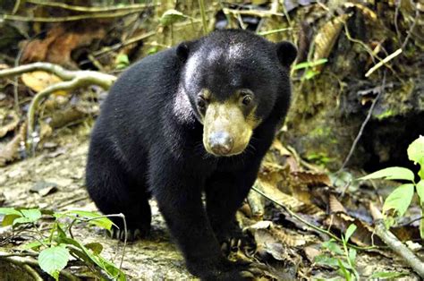 Bornean Sun Bear Conservation Center, Sandakan, Malaysia | Gokayu, Your ...