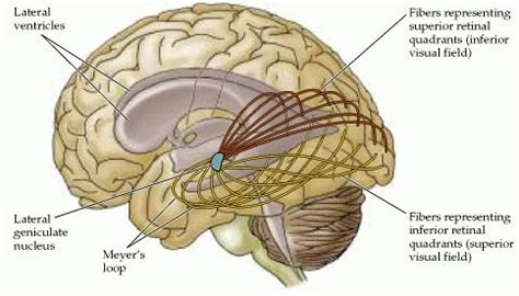 Optic Radiation | Neuroscience, Radiation, Optical