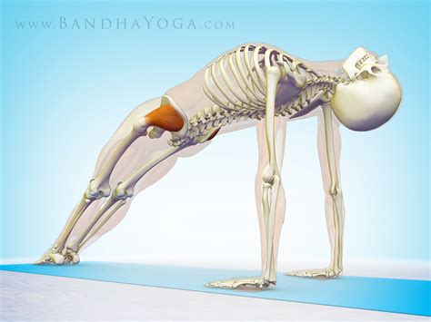 Gluteus Medius Stretch Yoga