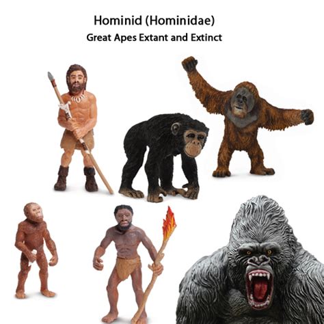 Hominid or Hominin? Explaining the Terms | LaptrinhX / News