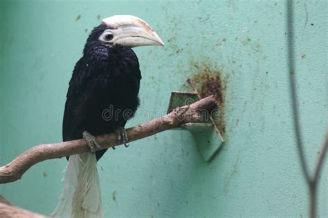 Palawan hornbill stock photo. Image of nature, branch - 104627404