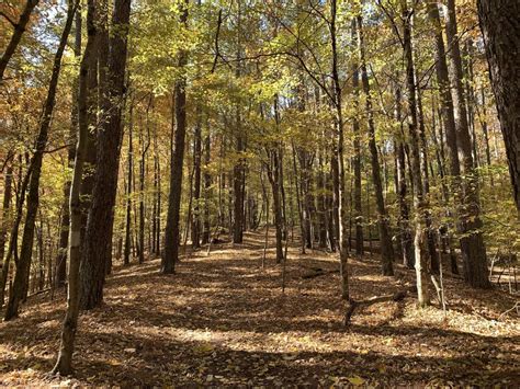 Fall colors in Lawrenceburg TN : Outdoors