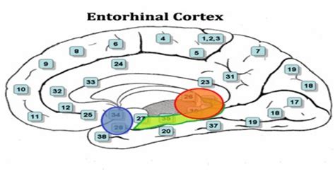 Entorhinal Cortex - Assignment Point