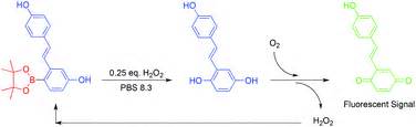 Hydroquinone–quinone oxidation by molecular oxygen: a simple tool for signal amplification ...