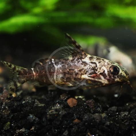 CATFISH - SYNODONTIS UPSIDE DOWN Synodontis nigriventris - Aquatics Unlimited