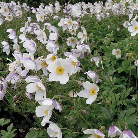 Anémone du Japon Wild Swan – Des fleurs blanches à revers mauve