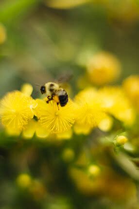 What’s the Buzz? Bees, Behavior, and Pollination | The Harvard Kenneth ...