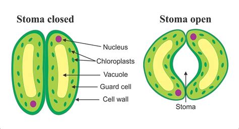 Photosynthesis